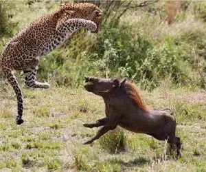 مستند حیات وحش؛ گراز وحشی پلنگی که رو مخش بود ابتر کرد تو آسمون