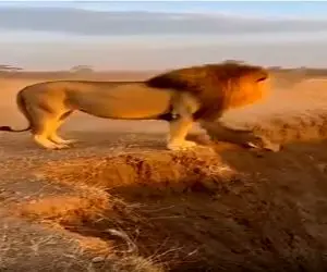 حیات وحش؛ این شیر مصداق بارز هرکی رفت تو چاه توام باید بریه