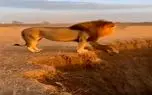 حیات وحش؛ این شیر مصداق بارز هرکی رفت تو چاه توام باید بریه
