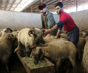 (جدول) قیمت دام زنده امروز ۲۳ فروردین ۱۴۰۴/ گوسفند زنده در تهران گران شد 