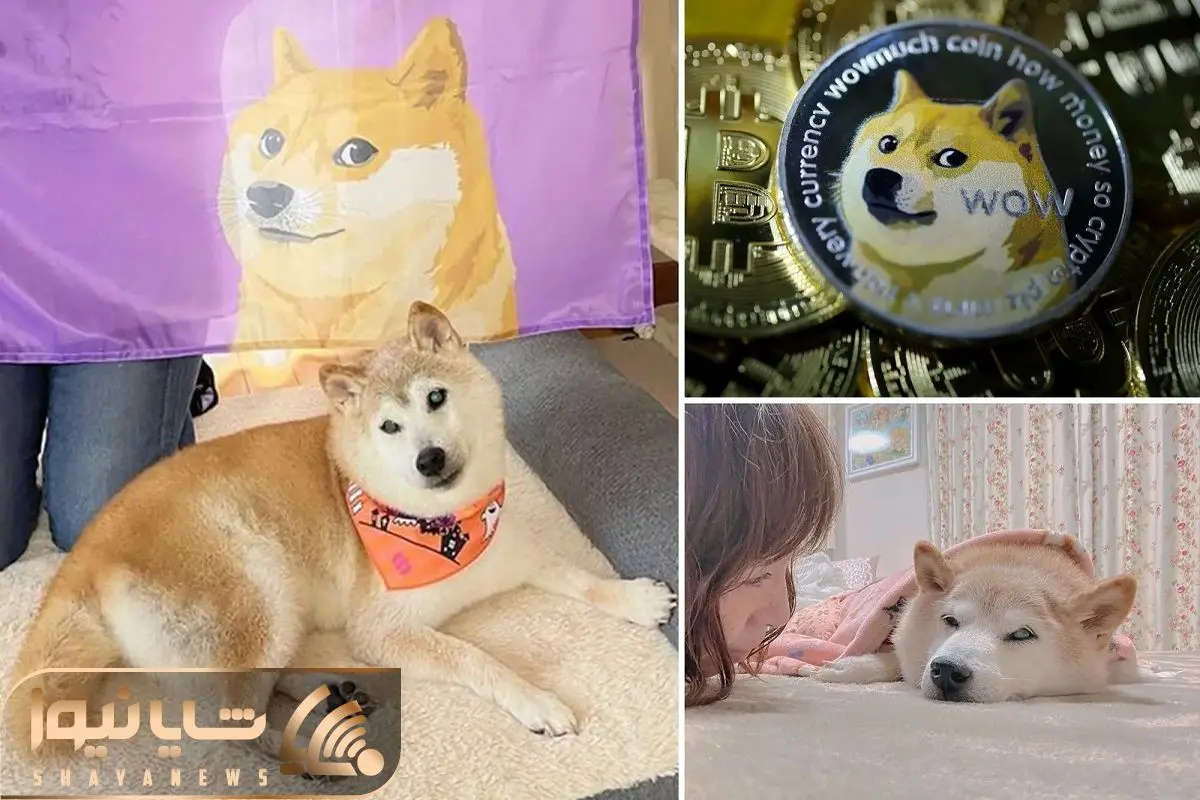 Dogecoin