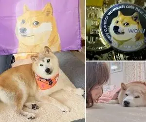 شیبااینو یا دوج کوین کدامیک برنده این عرصه خواهند شد؟