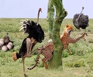 نارام زیان؛ بعد دنبال بازی پرسرعت شیر سفاک گیر کرد تو کاکتوس شترمرغ چشمشو کند