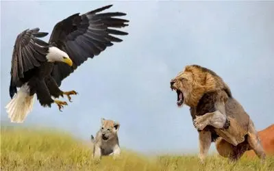 نبرد حیات وحش/شیر بال و پر عقاب را چید/عقاب طعمه شو از دهن شیر کشید بیرون