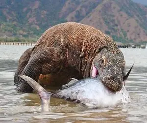 از جذابیت‌های حیات وحش؛ اژدهای کومودو بعد اینکه گردن ماهی غول پیکر رو شکون بلعیدش