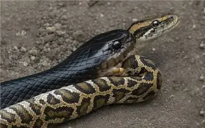 مستند حیات وحش؛ هم نوع خواری مار