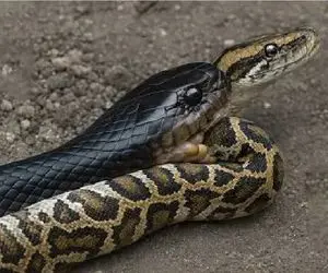 مستند حیات وحش؛ هم نوع خواری مار