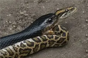 مستند حیات وحش؛ هم نوع خواری مار