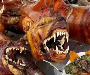 فرآوری سگ؛ سر سگ نازنازی سفید و از قفا جدا کردن کله پاچه بشه گوشت تنش هم کباب