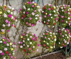 ایده های خلاقانه؛ با بطری های پلاستیکی آب معدنی این گلدونای توپی خوشگلو رو بساز
