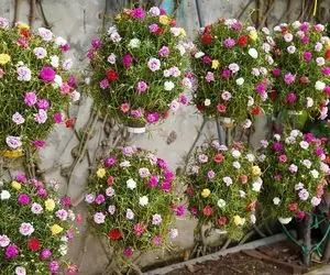 ایده های خلاقانه؛ با بطری های پلاستیکی آب معدنی این گلدونای توپی خوشگلو رو بساز