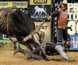 تاخت‌ و تازهای خونین؛ گاو عصیانگر تو بازی گاوچرون رو با سر پرت کرد گردنش شکست