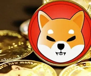 دلیل این همه هجوم برای شیبااینو چیست؟؟