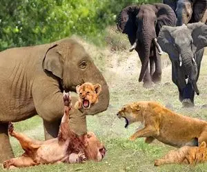 بدایع حیات وحش؛ فیل دد توله شیر شریر به غارت برد تا خانوادش از وسط گله رد شن