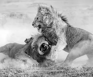 مستند حیات وحش؛ نبرد شیرهای نر برای پایین کشیدن شیر فرتوت از تاج و تخت