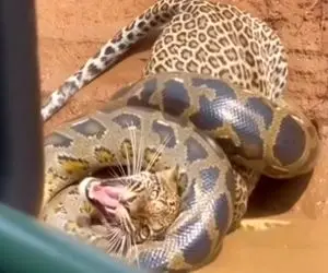 مستند حیات وحش؛ پیتون محکم پیچیده دور پلنگ و داشت خفه اش می کرد 