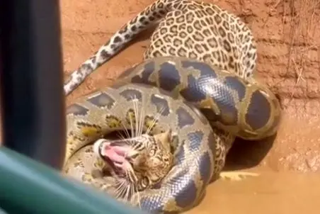 مستند حیات وحش؛ پیتون محکم پیچیده دور پلنگ و داشت خفه اش می کرد 