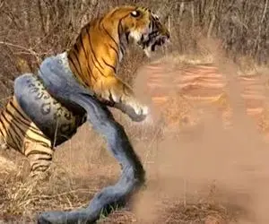 بدایع حیات وحش / ببر ددمنش وسط جنگل اسیر خشم پیتون غول پیکر شد