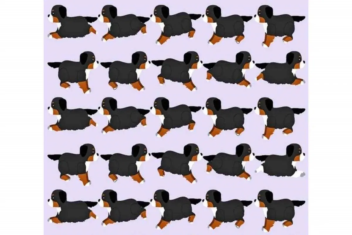 تست-بینایی-یافتن-توله-سگ-متفاوت