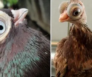 جذابیت های راز بقا / کبوتر بوداپست با چشمای ورقلمبیده 14 ساعت نزدیک جو پرواز میکنه