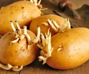 آیا غذا پختن با سیب‌ زمینی‌های جوانه زده خطرناک است؟