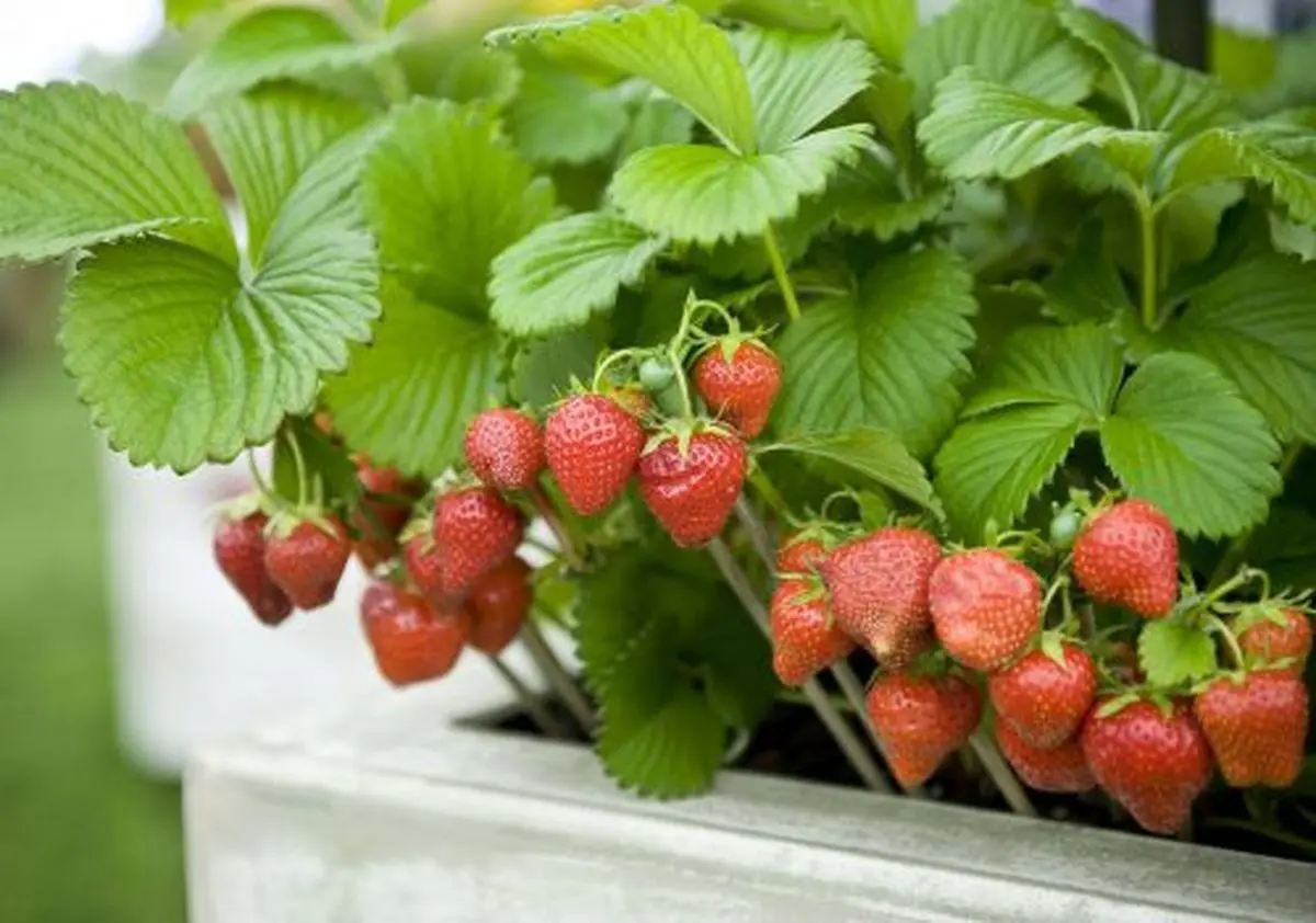 Strawberryplant-GettyImages-123533002-5b198b33eb97de0036be58ae-500x351