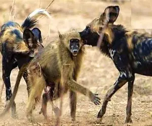 مستند حیات وحش؛ کفتار اگه قفلی بزنه تا شرحه نکنه بیخیال نمیشه