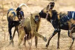 مستند حیات وحش؛ کفتار اگه قفلی بزنه تا شرحه نکنه بیخیال نمیشه