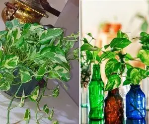 پتوسِ جون سختت حالش خرابه و رشد نمیکنه؟ بهت میگم این گیس آبشاری چشه؛ البته با درمانش