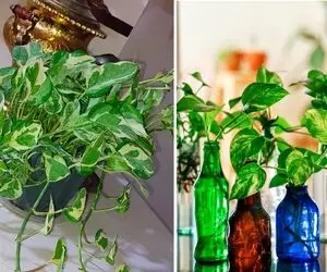 پتوسِ جون سختت حالش خرابه و رشد نمیکنه؟ بهت میگم این گیس آبشاری چشه؛ البته با درمانش