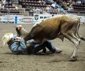 تاخت و تازهای خونین؛ گاو عصیانگر وسط بازی گاوچرونو کوبید به زمین ستون فقراتش شکست