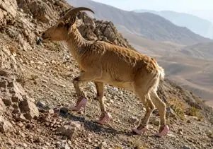 معماری طبیعت؛ به بزکوهی پاشنه بلند پوشوندن رو کوه کت واک میکنه مثل کندال جنر