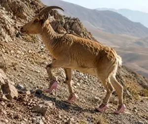 معماری طبیعت؛ به بزکوهی پاشنه بلند پوشوندن رو کوه کت واک میکنه مثل کندال جنر