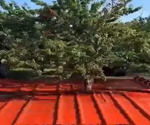 کشاورزی نوین؛ برا درو زیر درخت گونی پهن کرد با دستگاه لرزون قرش داد کل میوه هاش ریخت