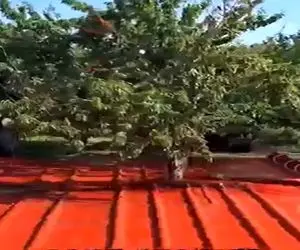 کشاورزی نوین؛ برا درو زیر درخت گونی پهن کرد با دستگاه لرزون قرش داد کل میوه هاش ریخت