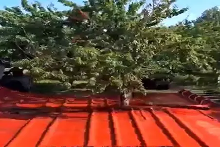 کشاورزی نوین؛ برا درو زیر درخت گونی پهن کرد با دستگاه لرزون قرش داد کل میوه هاش ریخت