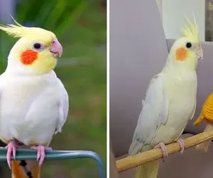 چرا عروس هلندی ساکته ؟  /  دلیل طاقچه بالا گذاشتن این پرنده شیطون خیلی بامزه ست