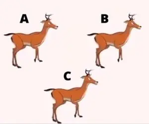 بازی فکری؛ بایدجرعه جرعه از وجودت هوش باشه تا بتونی فرق گوزن رو پیدا کنی
