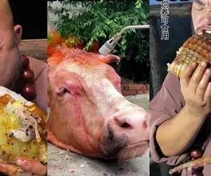 طرز تهیه کروکودیل ؛ کروکودیل شکم پر خوردی؟ آقاهه پوست سفتشو خورد پاهاشم بسته در نره 