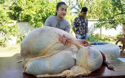 غذای خیابانی؛ دختره با دل قرص با بزرگترین شکم گاو پر علوفه نیمه هضم سیراب شیردون پخت