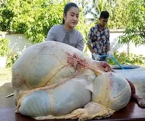 غذای خیابانی؛ دختره با دل قرص با بزرگترین شکم گاو پر علوفه نیمه هضم سیراب شیردون پخت