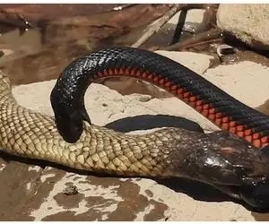 از جذابیت‌های حیات وحش؛ مارهای ریزه میزه چه هار شدن به پیتون غول حمله مکنن