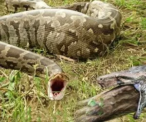 مستند حیات وحش؛ مار پیتون سه کرکس رو همزمان بلعید و بالا آورد