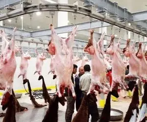 فرآوری بز؛ پرورش بز های بی همتایی که کلی گوشت ازشون آویزونه و تیز شاخ هستن