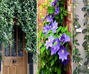 گیاهان رونده مناسب دیوار / اهل یه ریسک جذابه دلبرانه هستی با اینا ورودی خونتو بهشت کن