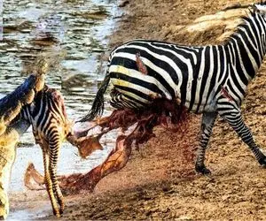 صحنه دهشتناک؛ کروکودیل خیلی ثقیل پای گورخرو از جا کند اون عادی راهشو دامه داد