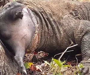 مستند حیات وحش؛ کومودو سفاک ته گراز نگون بخت فشار میده به درخت جاشه تو حلقش