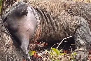 مستند حیات وحش؛ کومودو سفاک ته گراز نگون بخت فشار میده به درخت جاشه تو حلقش