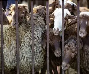 قیمت دام زنده امروز ۱۵ دی 1404 + جدول