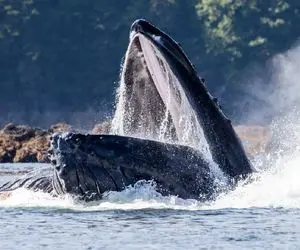 آن روی طبیعت وحشی؛ شیرجه جانانه نهنگ عظیم الجثه در اقیانوس که سونامی به راه میندازه